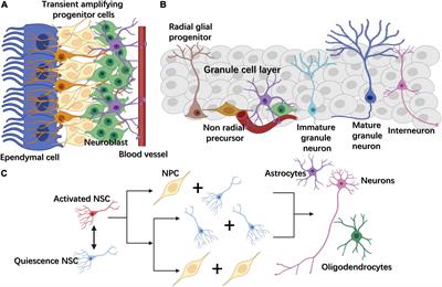 Mitochondria and Other Organelles in Neural Development and Their Potential as Therapeutic Targets in Neurodegenerative Diseases